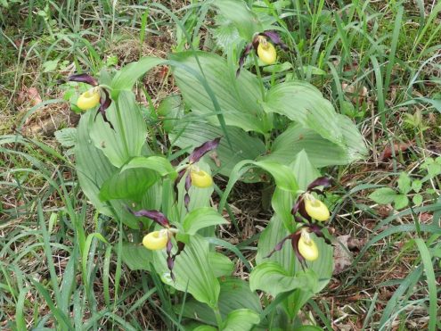 180524_09x_ll_Warmtal